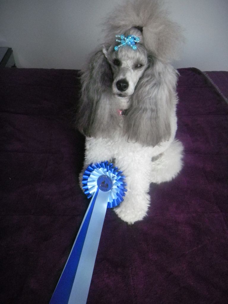 CH. Nuance grise du Calife des Nuits Grises - Classe Intermédiaire : 1ère Excellente - CACS -