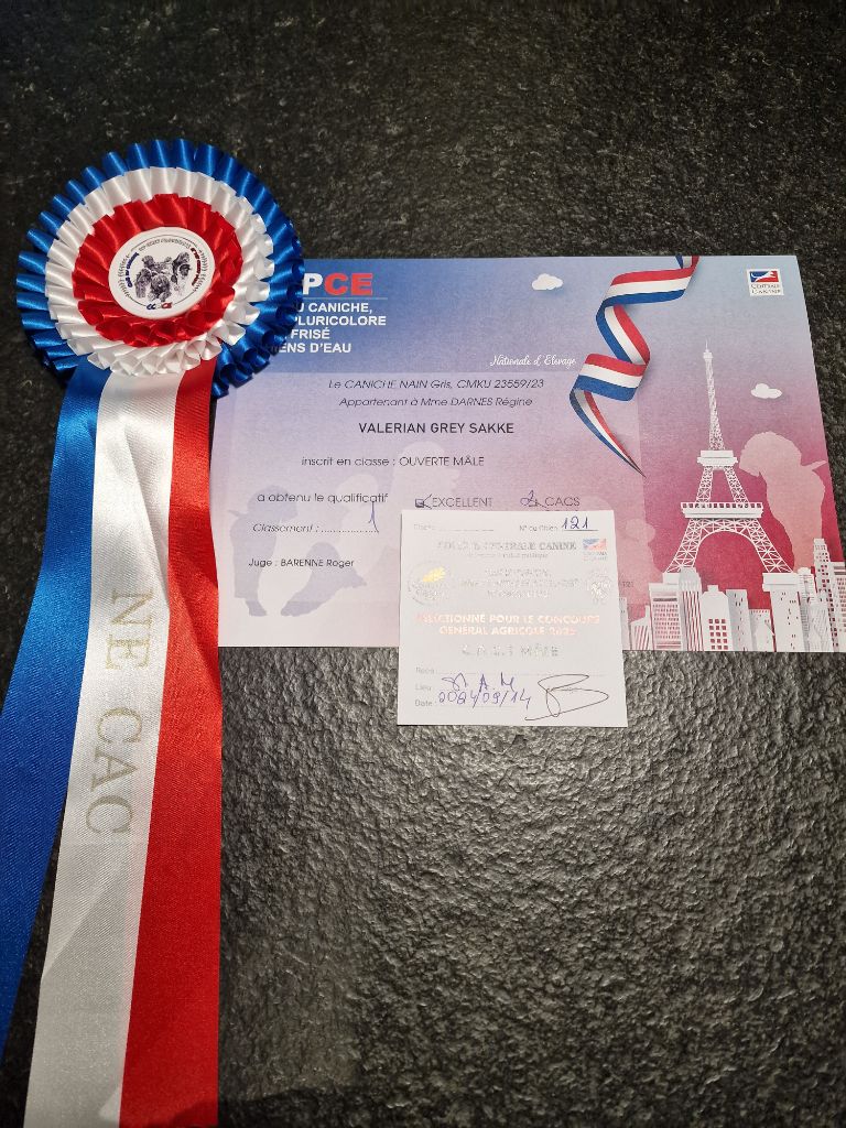 CH. Valérian grey sakkÉ - Classe Ouverte : 1ère Excellent. CACS. Compte pour le titre de Champion de Franc
