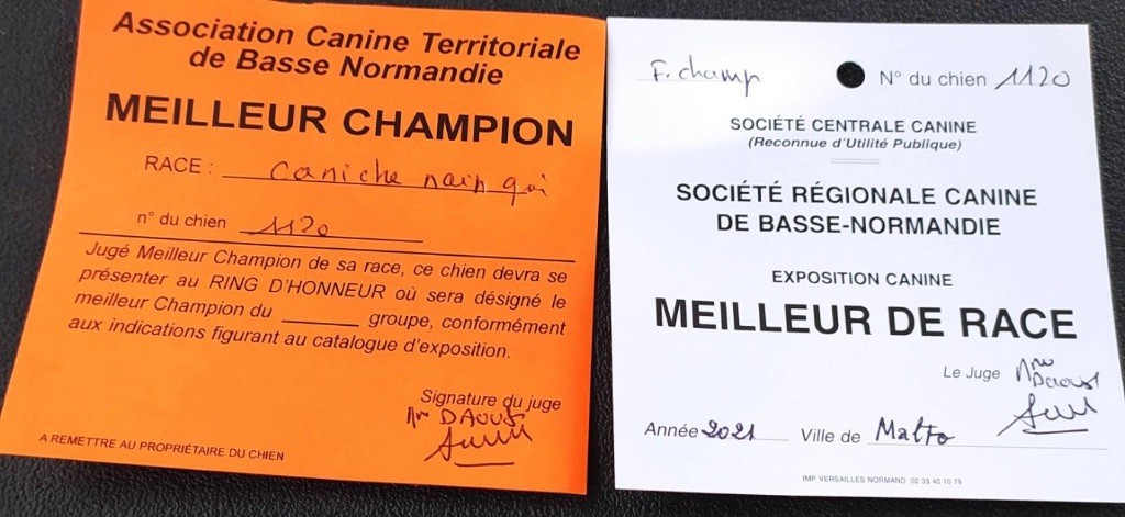 CH. Nuance grise du Calife des Nuits Grises - Classe Champion : 1er Excellent - Meilleur de Race Meilleur Champion
