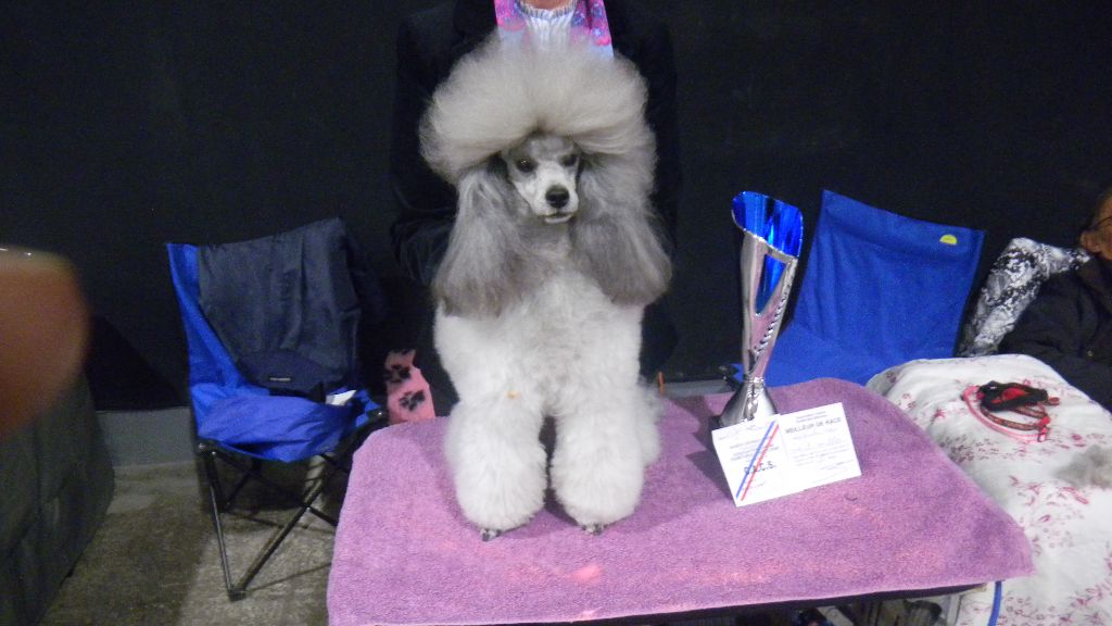 CH. Nuance grise du Calife des Nuits Grises - Classe Intermédiaire : 1ère Excellente - CACS - CACIB - BOB - Meilleur de Race