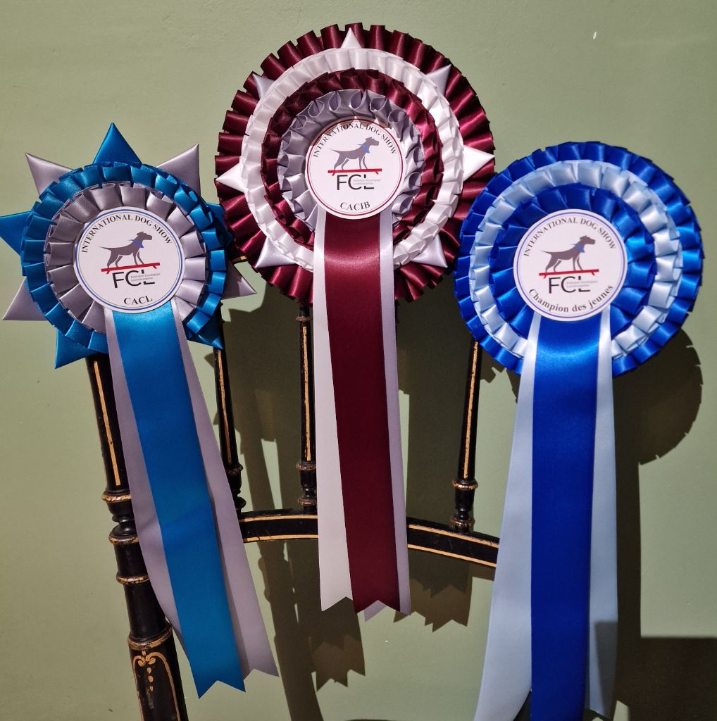 CH. Valérian grey sakkÉ - Classe Jeune : 1er Exc. CACLJeune. CACIB Jeune