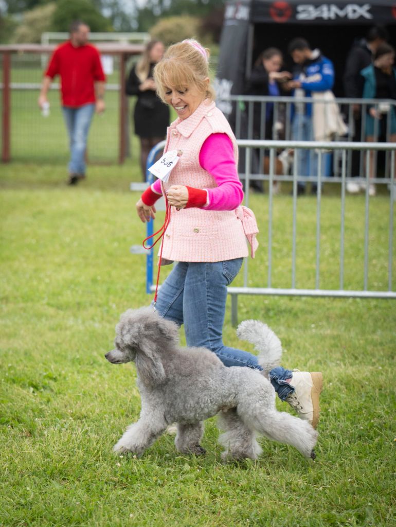 CH. Valérian grey sakkÉ - Classe Ouverte Nain : 1ère Excellent. CACS. MEILLEUR DE RACE
