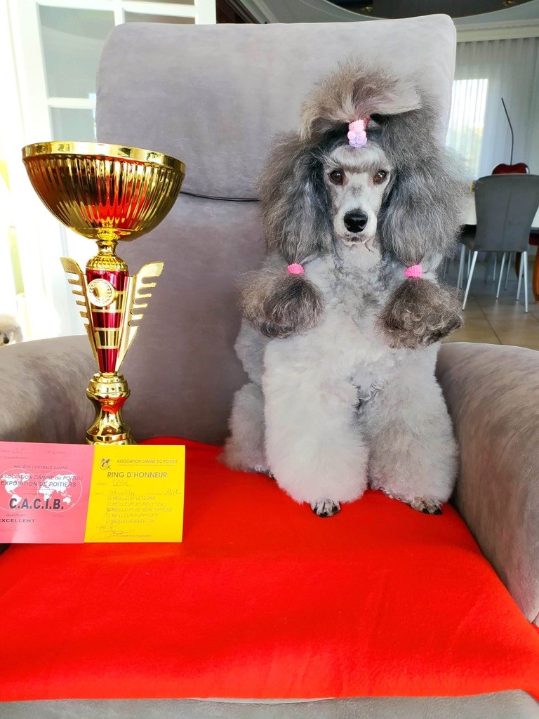 CH. Nuance grise du Calife des Nuits Grises - Classe Champion : 1er Excellent - CACIB -Meilleur de Race de Sexe Opposé
