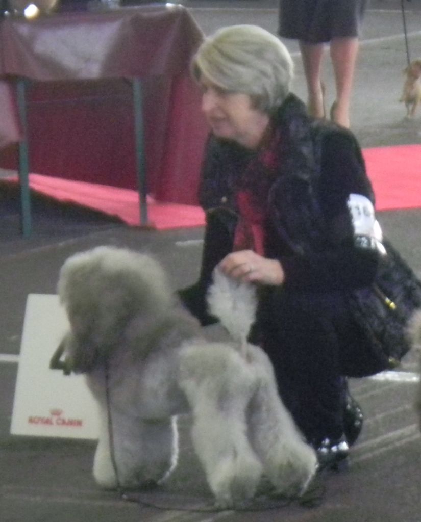 CH. Nuance grise du Calife des Nuits Grises - Classe Intermediaire : 1ère Excellente -