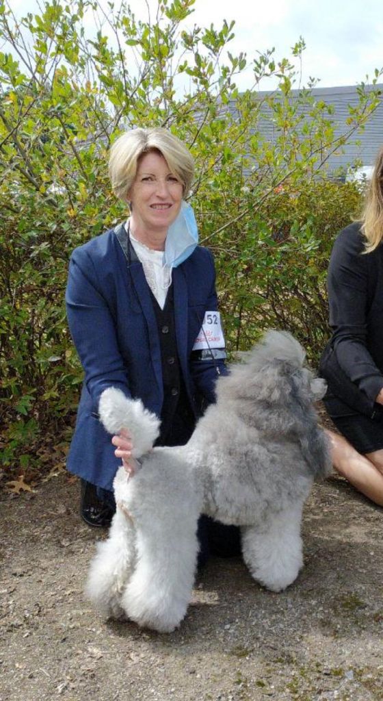 CH. Nuance grise du Calife des Nuits Grises - Classe Ouverte : 1ère Excellente - CAC - BOB - Meilleur de Race