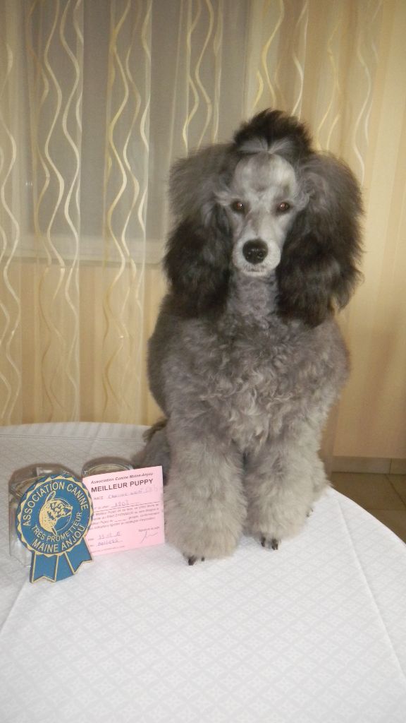 CH. Nuance grise du Calife des Nuits Grises - Classe Puppy : 1ere Très Prometteur - Meilleur Puppy -
