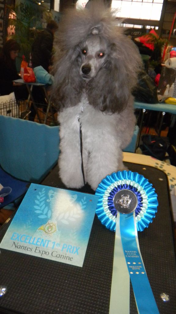 CH. Nuance grise du Calife des Nuits Grises - Classe Jeune : 1ère Excellente. Meilleur de Race. BOB Jeune