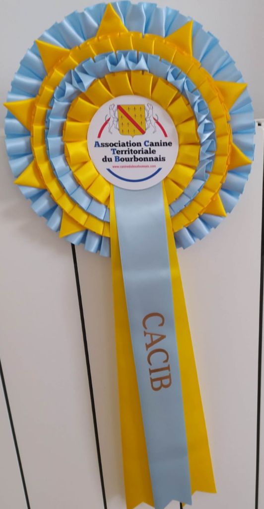 CH. Nuance grise du Calife des Nuits Grises - Classe Champion : 1ère Excellente CACIC Meilleur de Race