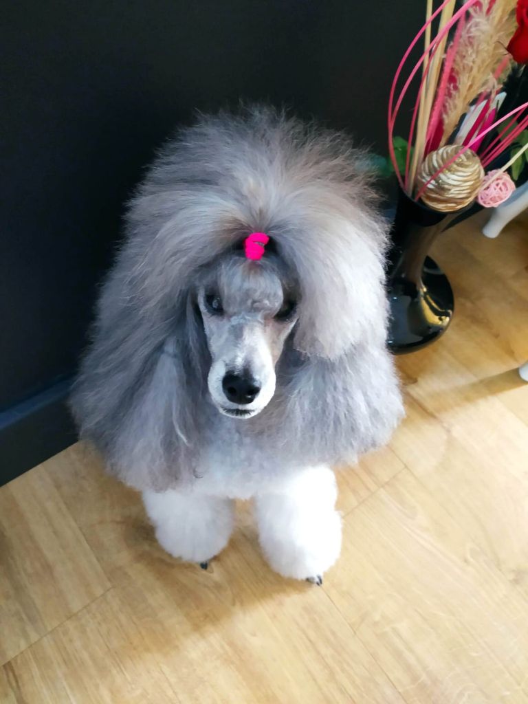 CH. Nuance grise du Calife des Nuits Grises - Classe Champion : 1ère Excellente.