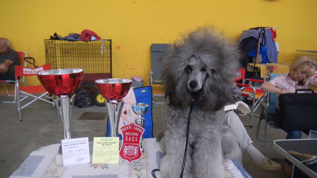 CH. Nuance grise du Calife des Nuits Grises - Classe Jeune Femelle : 1ère Excellent -Meilleur Jeune - Meilleur de Race