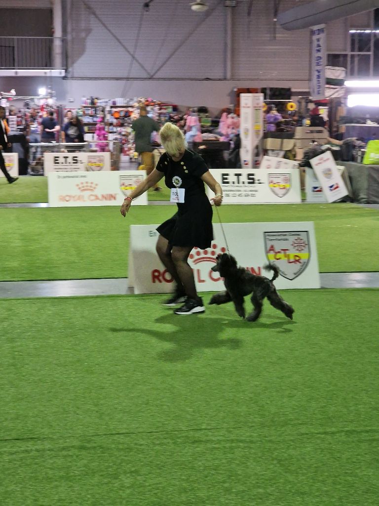 CH. Tarantino le magnifique du Calife des Nuits Grises - Classe Baby : Très Prometteur. Meilleur Baby