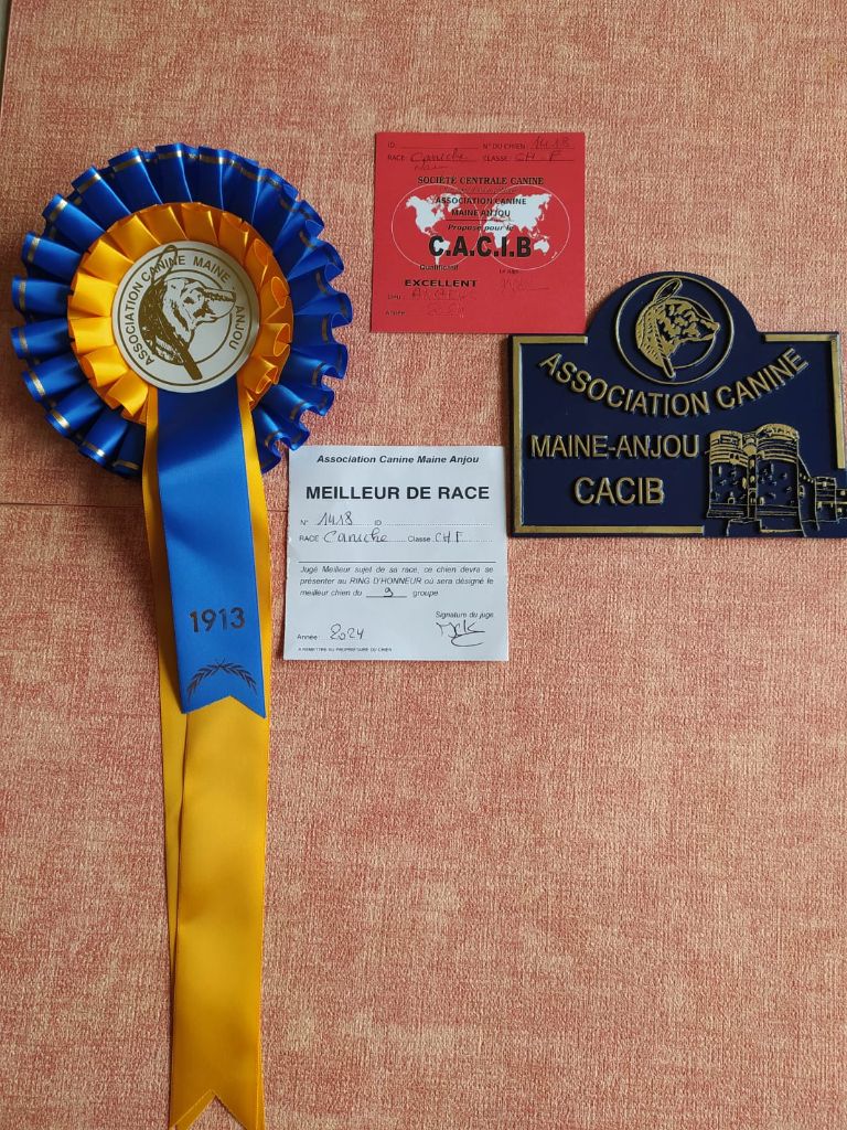 CH. Nuance grise du Calife des Nuits Grises - Classe Champion : 1ère Excellente CACIC. Meilleur de RACE Meilleur Champion