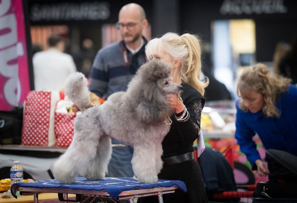 CH. Tarantino le magnifique du Calife des Nuits Grises - Classe Ouverte : 1èr Excellent. CACS. CACIB. MEILLEUR DE RACE