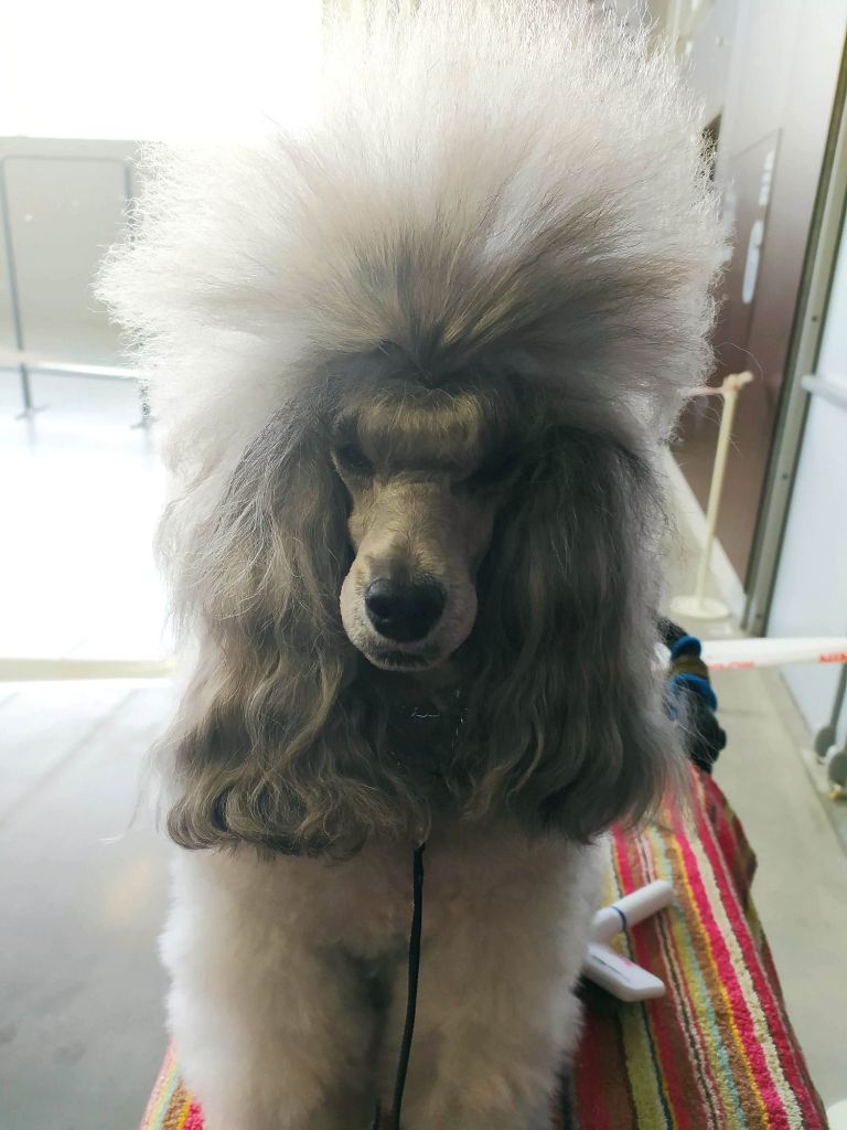 CH. Nuance grise du Calife des Nuits Grises - Classe Champion : 1ère Excellente. RCACIB .