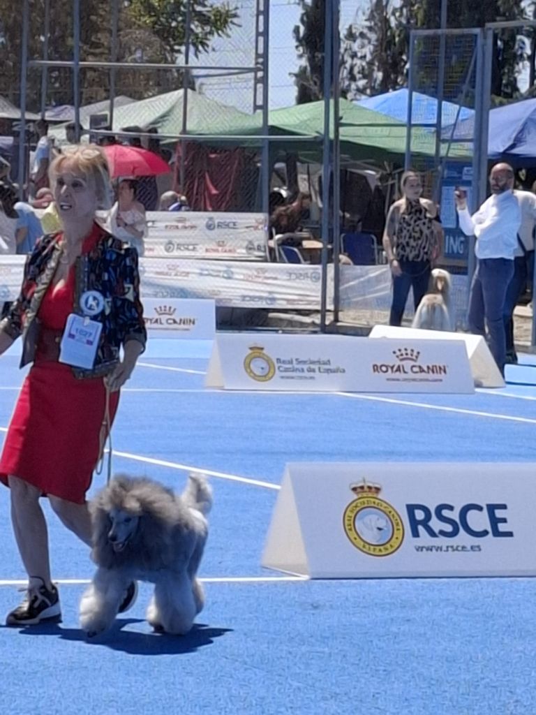 CH. Tarantino le magnifique du Calife des Nuits Grises - Classe Ouverte Moyen : 1ère Excellent . TB