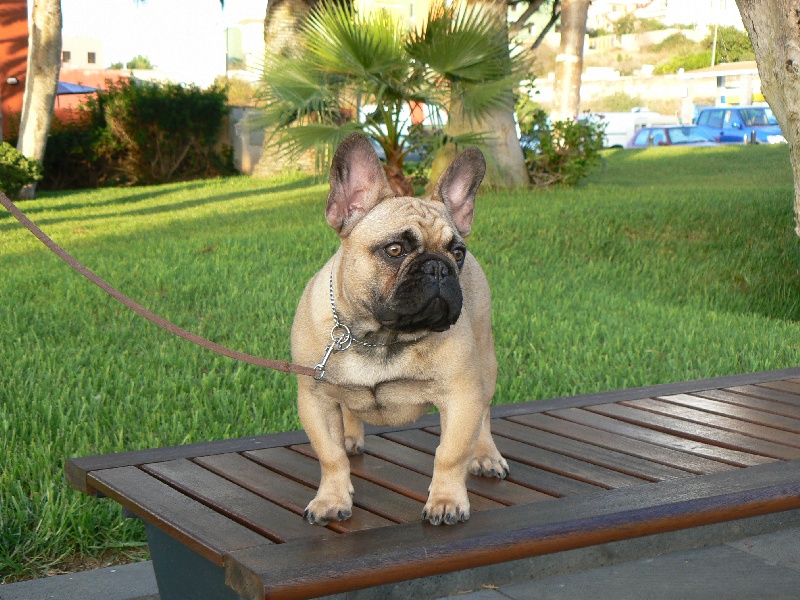 Publication : de Canorama Auteur : canorama