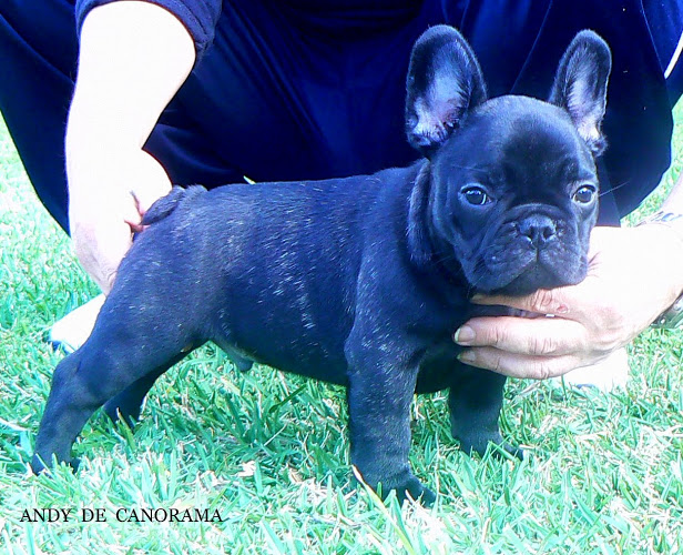 Publication : de Canorama Auteur : canorama