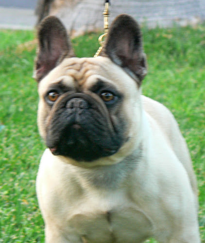 Publication : de Canorama Auteur : canorama