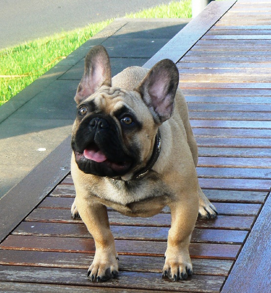 Publication : de Canorama Auteur : canorama