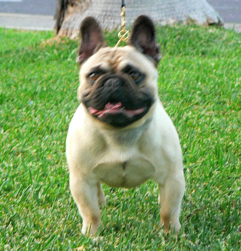 Publication : de Canorama Auteur : canorama