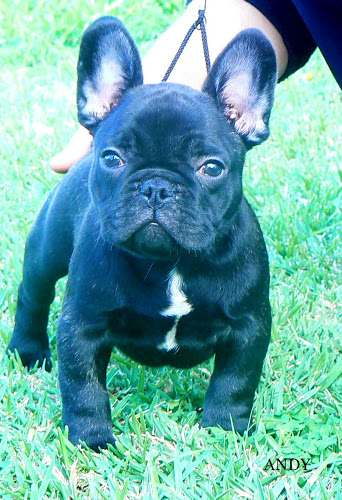 Publication : de Canorama Auteur : canorama