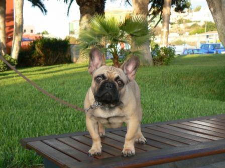 Publication : de Canorama Auteur : canorama