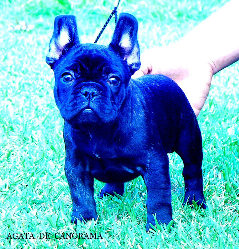 Publication : de Canorama Auteur : canorama