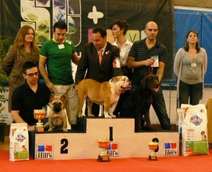frustyle Dizel for canorama - 2º BEST IN SHOW (puppies)