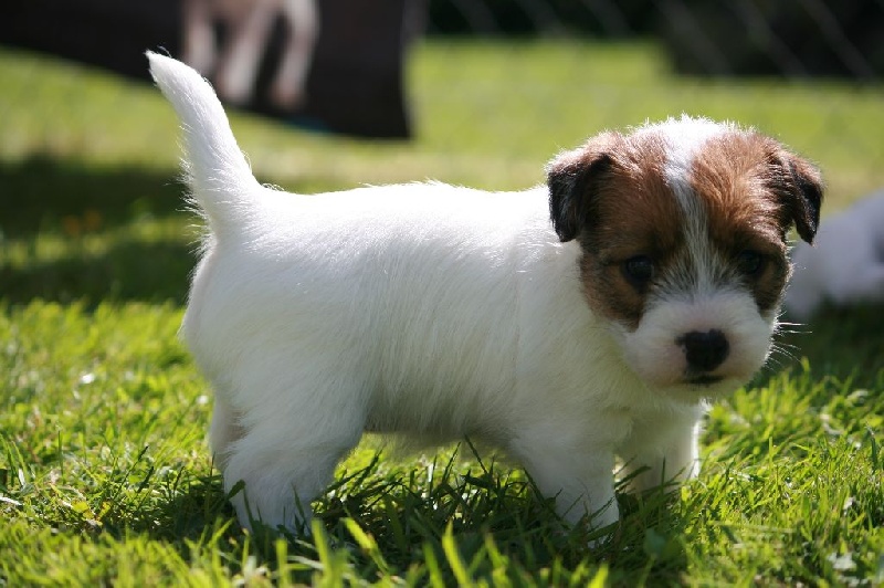 Laika des Masques Joyeux