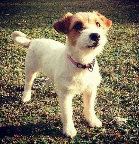 Laika des Masques Joyeux