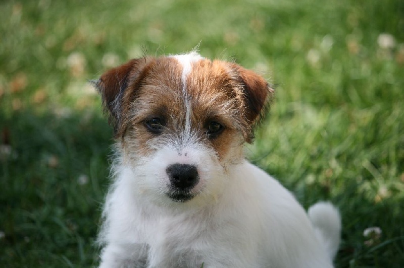 Laika des Masques Joyeux