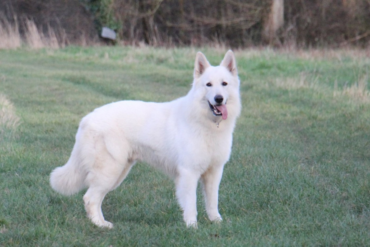 V' hades du Loup de la Vieille Eglise