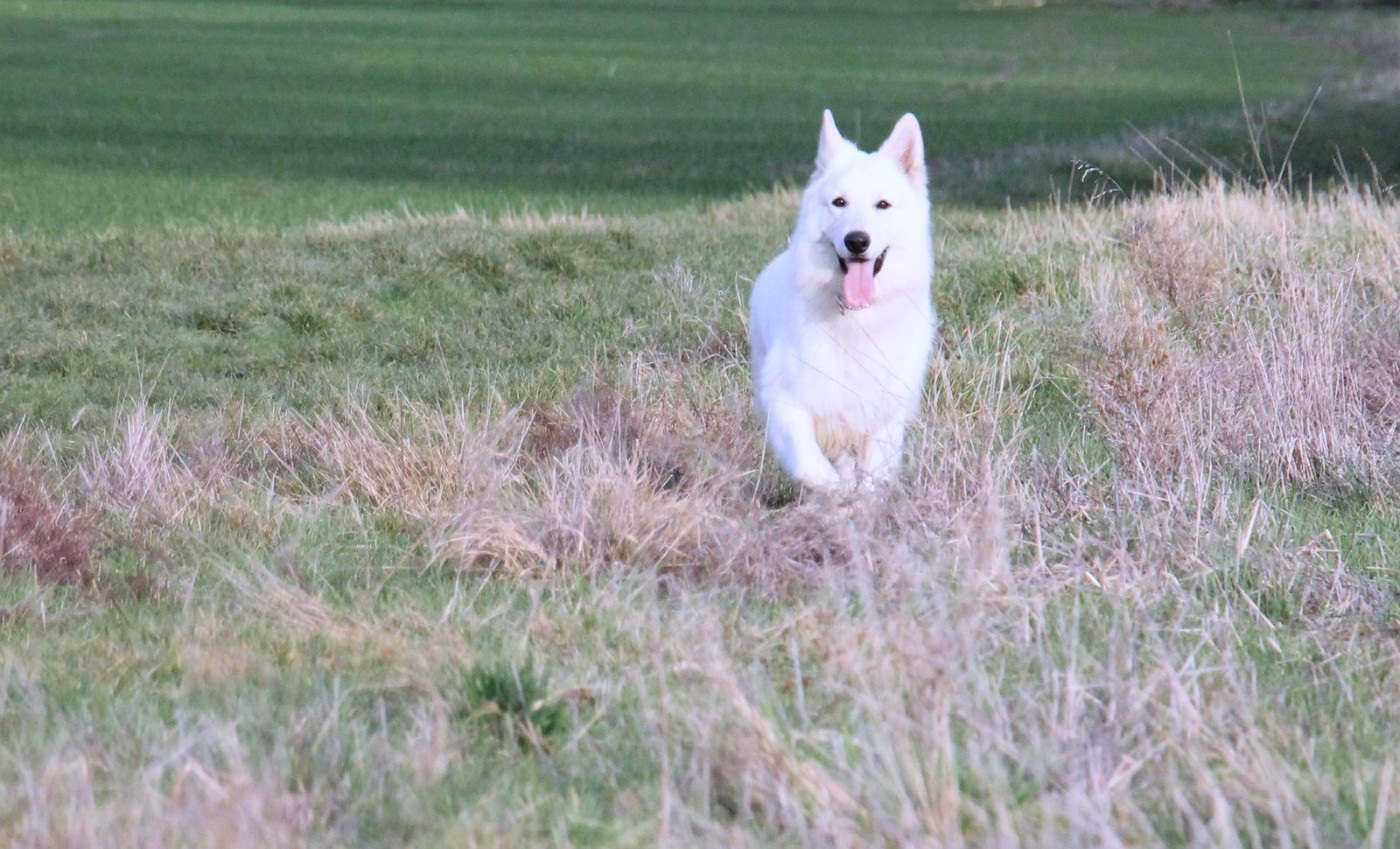 V' hades du Loup de la Vieille Eglise