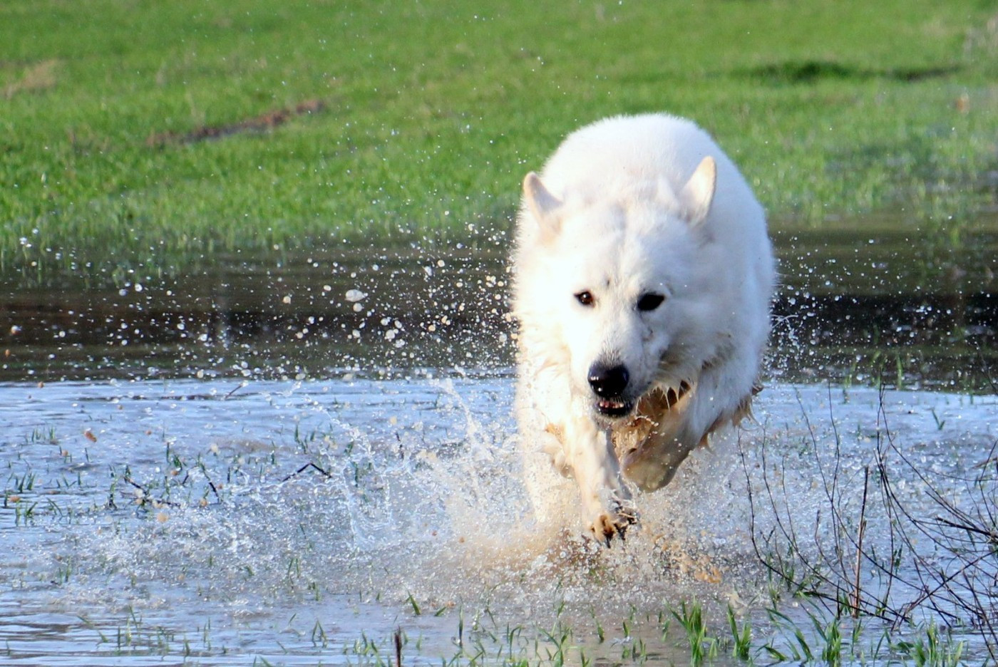 V' hades du Loup de la Vieille Eglise