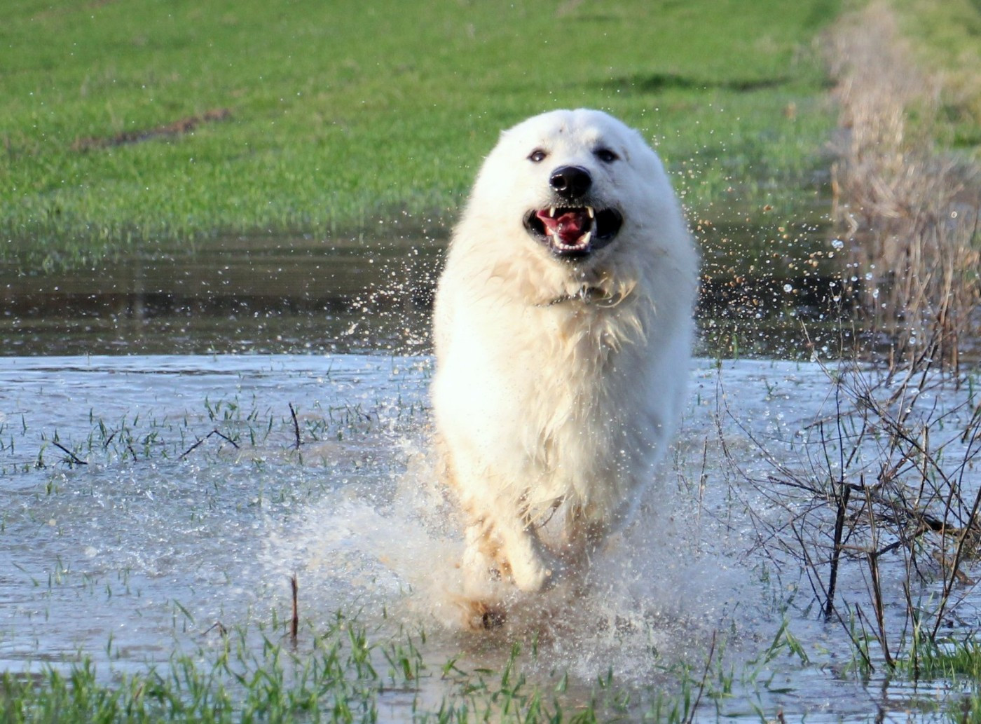 V' hades du Loup de la Vieille Eglise