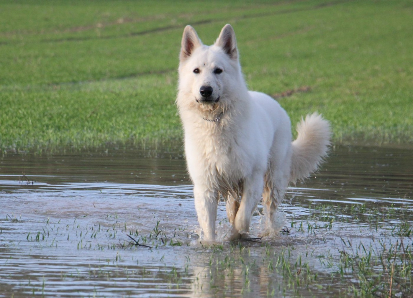 V' hades du Loup de la Vieille Eglise