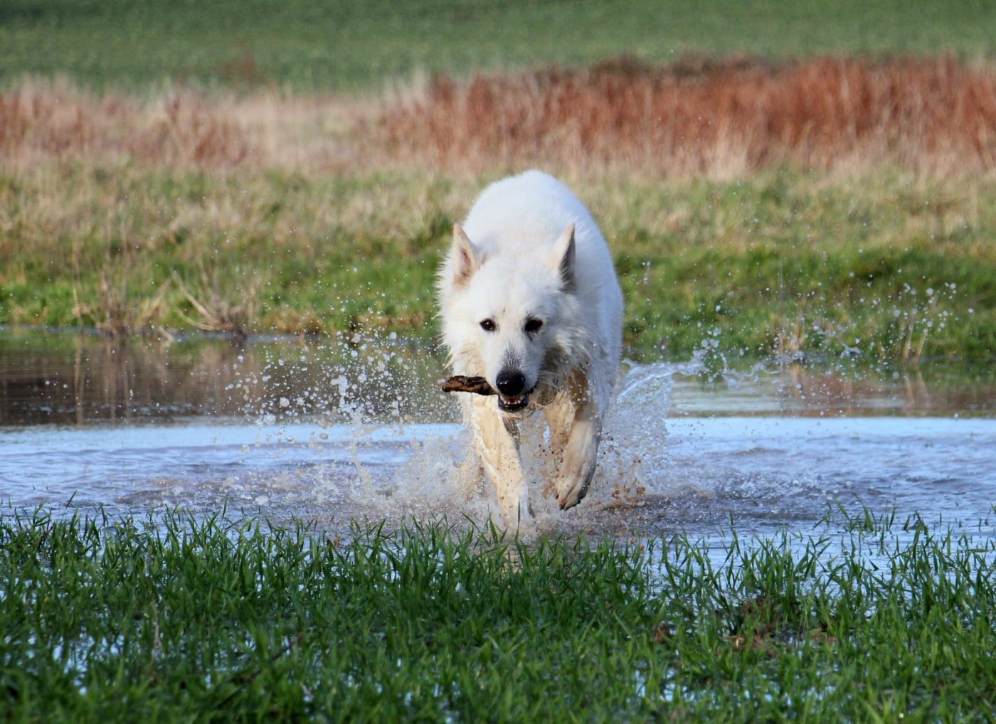 V' hades du Loup de la Vieille Eglise