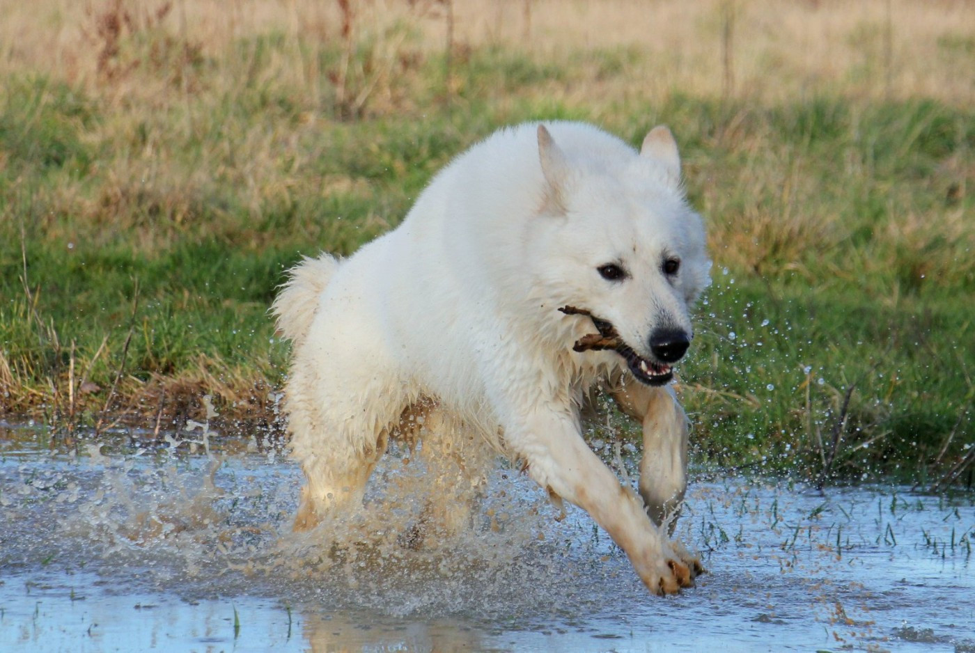 V' hades du Loup de la Vieille Eglise