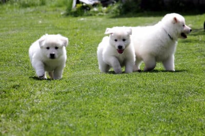 Les chiots de Berger Blanc Suisse