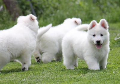 Les chiots de Berger Blanc Suisse