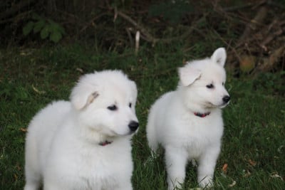 Les chiots de Berger Blanc Suisse