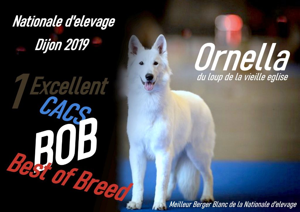 CH. Ornella du Loup de la Vieille Eglise - 1er Exellent CACS BOB Meilleur De Race Best Of Breed