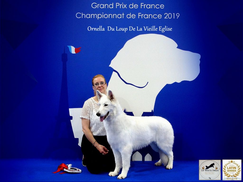 CH. Ornella du Loup de la Vieille Eglise - 1 er Exellent Meilleur Jeune Femelle