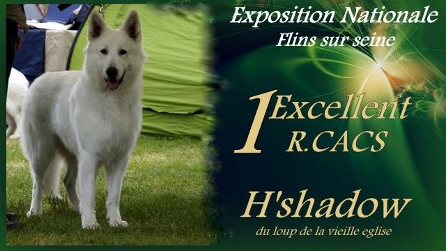 H'shadow du Loup de la Vieille Eglise - 1 Excellent R.CACS