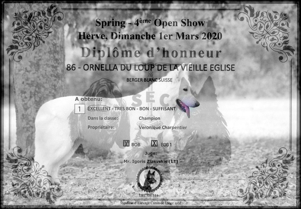 CH. Ornella du Loup de la Vieille Eglise - 1 er Excellent BOB Meilleur de Race Meilleur chien du 1er Groupe