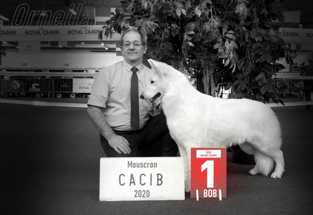 CH. Ornella du Loup de la Vieille Eglise - 1 er Excellent CACS CACIB BOB Meilleur de Race