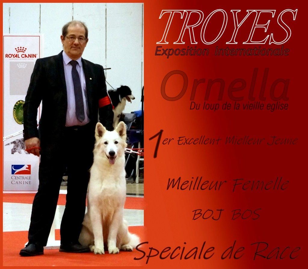CH. Ornella du Loup de la Vieille Eglise - 1er Excellent BOJ.BOS Speciale De Race