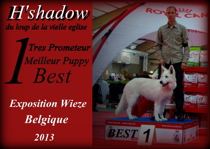 H'shadow du Loup de la Vieille Eglise - 1er Excellent best Meilleur puppy