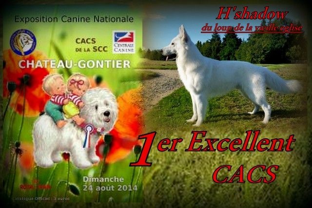 H'shadow du Loup de la Vieille Eglise - 1er Excellent CACS BOS