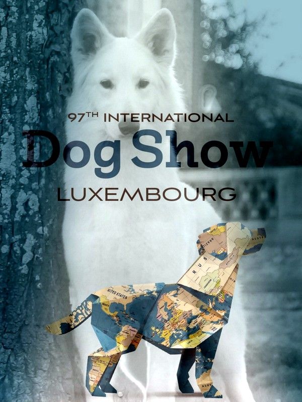 CH. Ornella du Loup de la Vieille Eglise - 1er Excellent CACL Meilleur Jeune De Race Championne Luxembourg